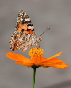 a butterfly landing on a flower